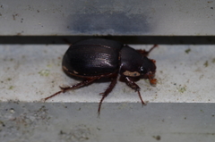 Phaeochrous emarginatus