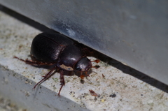 Phaeochrous emarginatus