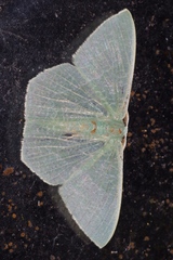 Thalassodes intaminata