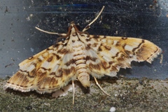 Lamprosema commixta