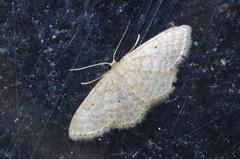 Idaea neovalida
