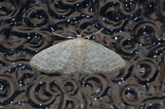 Idaea neovalida