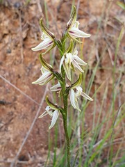 Prasophyllum striatum