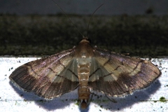 Cnaphalocrocis stereogona