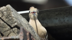 Upupa epops
