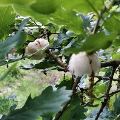 Andricus quercusramuli