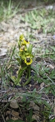 Ophrys lutea