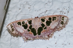 Scopula divisaria
