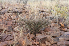 Monsonia salmoniflora
