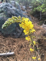 Bulbine alooides