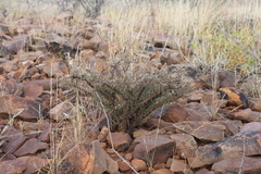 Monsonia salmoniflora