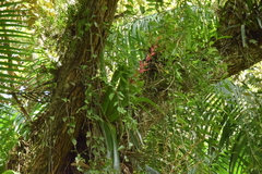 Vriesea philippocoburgi