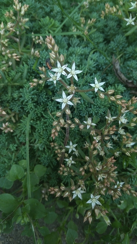 Sedum pallidum iNat (3)