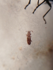 Oryzaephilus surinamensis