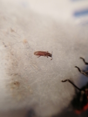 Oryzaephilus surinamensis