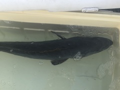 Mycteroperca microlepis