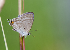 Catochrysops panormus