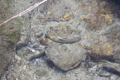 Oncorhynchus masou formosanus