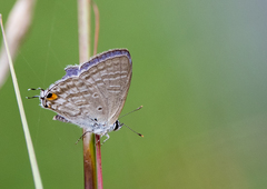 Catochrysops panormus