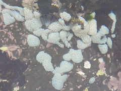 Polycitor proliferus