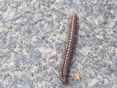 Craspedosomatidae