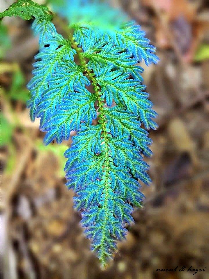 Selaginellaceae
