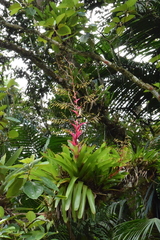 Vriesea philippocoburgi