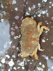 Leptodius sanguineus