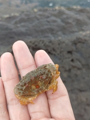 Leptodius sanguineus