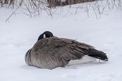 Branta canadensis