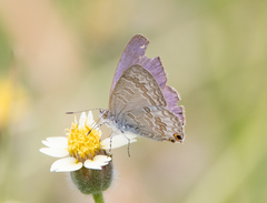Catopyrops florinda