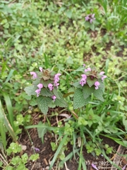 Lamium purpureum