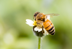 Apis mellifera
