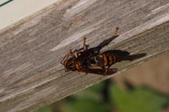 Polistes jokahamae