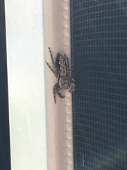 Platycryptus