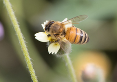 Apis mellifera