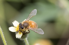 Apis mellifera