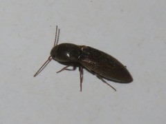 Agriotes sputator