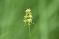 Carex gravida