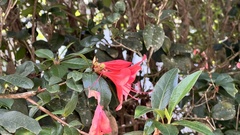 Rhododendron scabrum