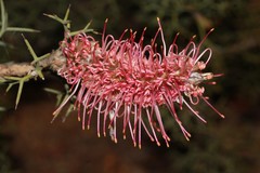 Grevillea paradoxa