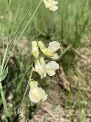 Lathyrus pannonicus
