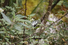 Graphium eurous asakurae