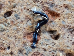Humbertium covidum
