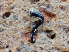 Humbertium covidum
