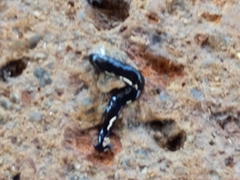 Humbertium covidum