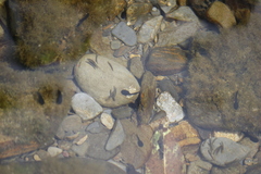 Bufo bankorensis