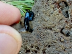 Humbertium covidum