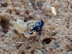Humbertium covidum