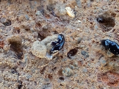 Humbertium covidum